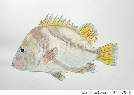 來自日本魚類世界的大量魚類 97657908