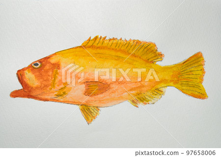 來自日本魚類世界的大量魚類 來自日本魚類世界的大量魚類 97658006