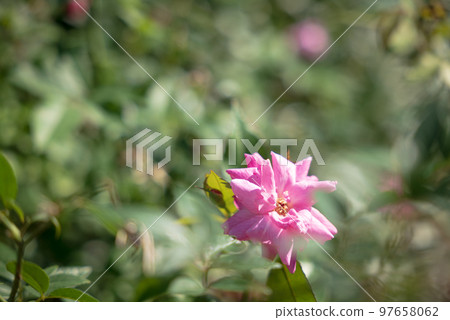 Rose roses that grow wild in Okinawa 97658062