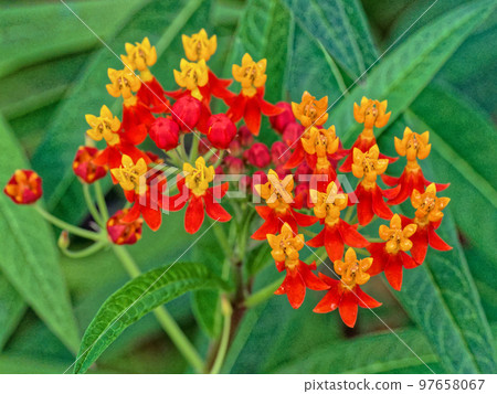 Vividly colored flowers Apocynaceae milkweed 97658067