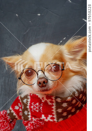 Chihuahua dog in clothes and glasses. White and red dog on a black background. Chihuahua dog in clothes and glasses. White and red dog on a black background. 97658228