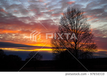 Colorful multicolor sunset behind a spreading tree crown Colorful multicolor sunset behind a spreading tree crown 97658310