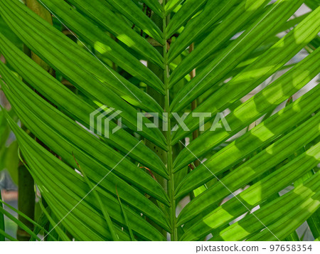 小棕櫚 Pinanga 棕櫚 小棕櫚 Pinanga 棕櫚 97658354