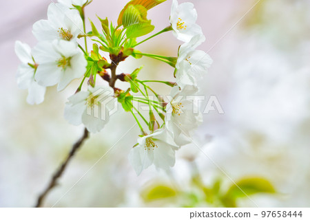 櫻花櫻桃樹春天 97658444