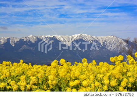 強姦花和雪山 強姦花和雪山 97658796