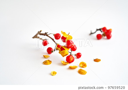 Japanese thorns fruit (winter, December) Japanese thorns fruit (winter, December) 97659520