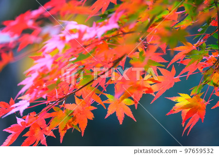 岐阜縣養老公園的紅葉 97659532