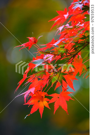 岐阜縣養老公園的紅葉 岐阜縣養老公園的紅葉 97659533