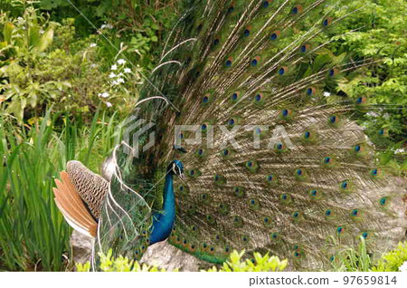 Profile of a free-range male peacock in a park 97659814