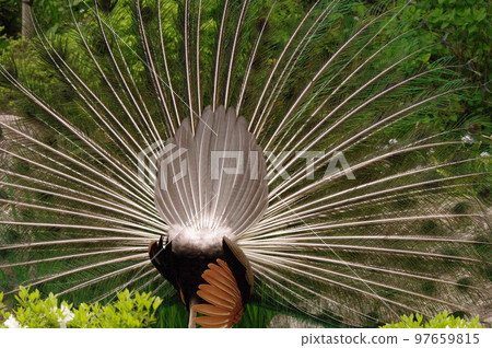 Tail feathers of a rear view of a free-ranging male peacock in a park Tail feathers of a rear view of a free-ranging male peacock in a park 97659815