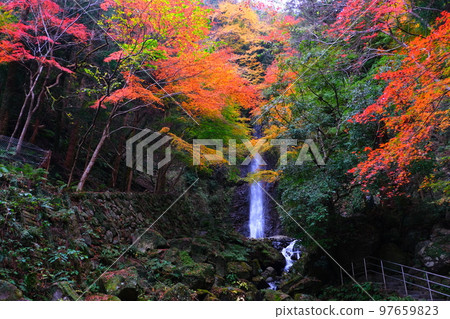 Autumn leaves in Yoro Park, Gifu Prefecture 97659823