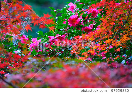 岐阜縣養老公園的紅葉 97659880