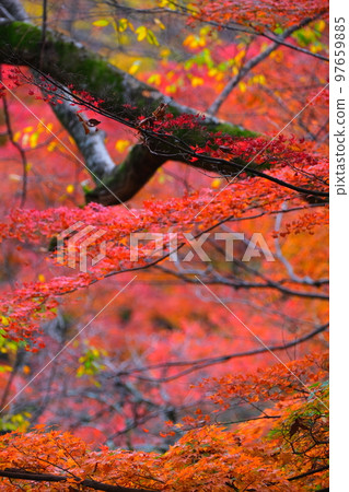 岐阜縣養老公園的紅葉 97659885