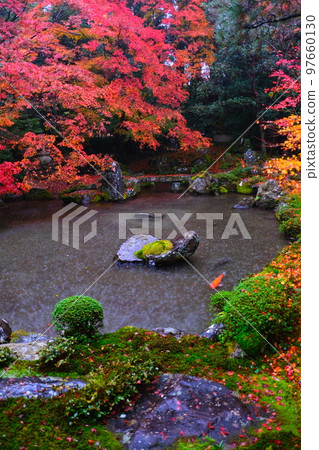 Autumn leaves at Rengeji Temple in Kyoto Autumn leaves at Rengeji Temple in Kyoto 97660130
