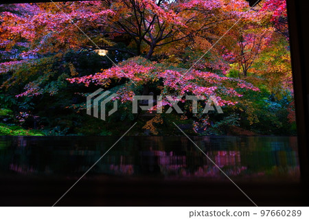 京都八瀨雨賞紅葉 京都八瀨雨賞紅葉 97660289