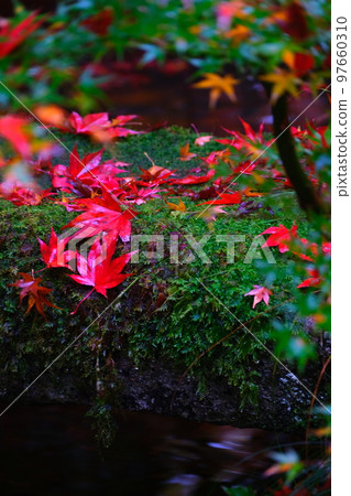Autumn leaves viewing in Kyoto Yaseame Autumn leaves viewing in Kyoto Yaseame 97660310