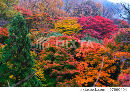 Autumn leaves viewing in Kyoto Yaseame Autumn leaves viewing in Kyoto Yaseame 97660404