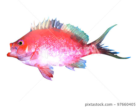 Sakura Dai Sakura Dai 97660405