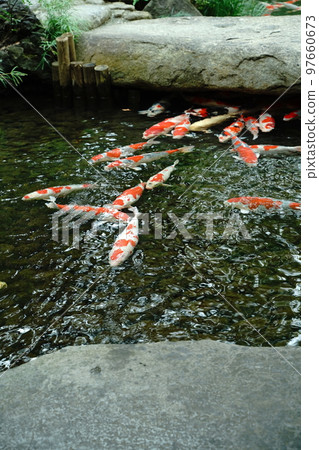 鯉魚,鯉魚,鯉魚,魚,彩鯉,nishikigoi,紅鯉魚,黃鯉魚,觀賞,美麗,美麗,目黑 鯉魚,鯉魚,鯉魚,魚,彩鯉,nishikigoi,紅鯉魚,黃鯉魚,觀賞,美麗,美麗,目黑 97660673