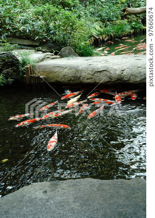 鯉魚,鯉魚,鯉魚,魚,彩鯉,nishikigoi,紅鯉魚,黃鯉魚,觀賞,美麗,美麗,目黑 鯉魚,鯉魚,鯉魚,魚,彩鯉,nishikigoi,紅鯉魚,黃鯉魚,觀賞,美麗,美麗,目黑 97660674