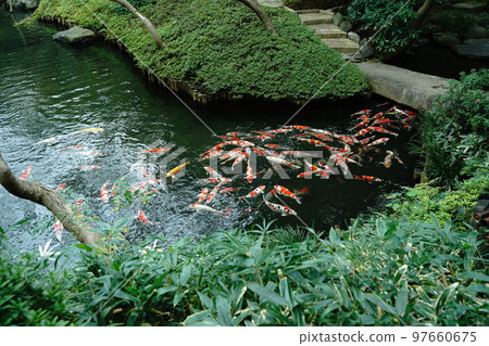 鯉魚,鯉魚,鯉魚,魚,彩鯉,nishikigoi,紅鯉魚,黃鯉魚,觀賞,美麗,美麗,目黑 鯉魚,鯉魚,鯉魚,魚,彩鯉,nishikigoi,紅鯉魚,黃鯉魚,觀賞,美麗,美麗,目黑 97660675