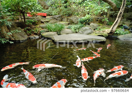 鯉魚，鯉魚，鯉魚，魚，彩鯉，nishikigoi，紅鯉魚，黃鯉魚，觀賞，美麗，美麗，目黑 97660684