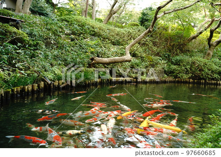 鯉魚，鯉魚，鯉魚，魚，彩鯉，nishikigoi，紅鯉魚，黃鯉魚，觀賞，美麗，美麗，目黑 97660685