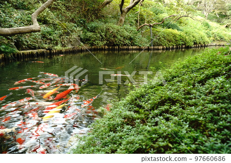 鯉魚，鯉魚，鯉魚，魚，彩鯉，nishikigoi，紅鯉魚，黃鯉魚，觀賞，美麗，美麗，目黑 97660686