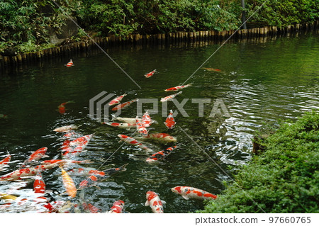 carp, carp, carp, fish, colored carp, nishikigoi, red carp, yellow carp, ornamental, beautiful, beautiful, meguro carp, carp, carp, fish, colored carp, nishikigoi, red carp, yellow carp, ornamental, beautiful, beautiful, meguro 97660765
