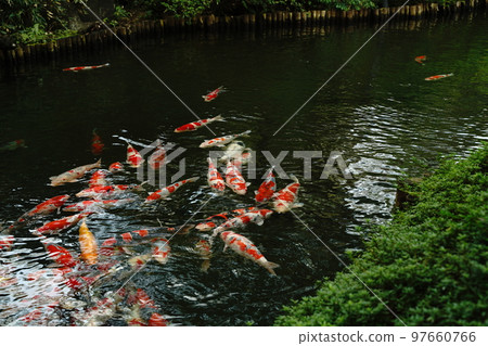 carp, carp, carp, fish, colored carp, nishikigoi, red carp, yellow carp, ornamental, beautiful, beautiful, meguro carp, carp, carp, fish, colored carp, nishikigoi, red carp, yellow carp, ornamental, beautiful, beautiful, meguro 97660766