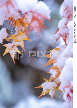 雪和秋葉背景材料 97660849