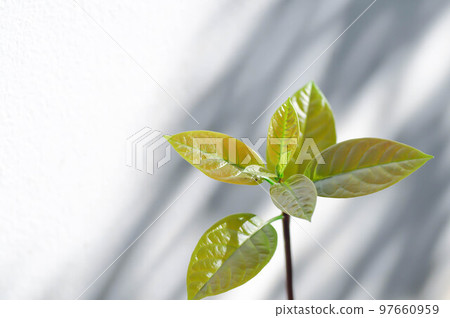 Persea americana Mill or Avocado, Lauraceae or Persea gratissima Persea americana Mill or Avocado, Lauraceae or Persea gratissima 97660959