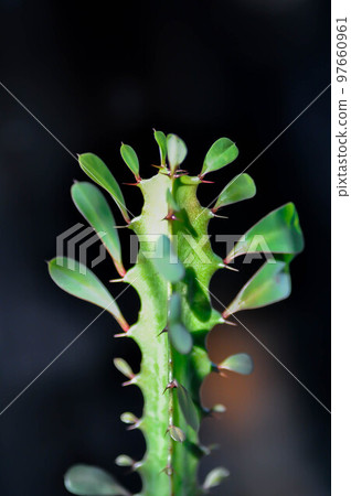 Euphorbia or Euphorbia mayurnathanii ,Euphorbia lactea or Euphorbia lacei Craib Euphorbia or Euphorbia mayurnathanii ,Euphorbia lactea or Euphorbia lacei Craib 97660961