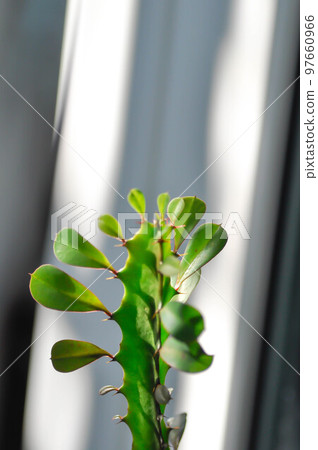 Euphorbia or Euphorbia mayurnathanii ,Euphorbia lactea or Euphorbia lacei Craib Euphorbia or Euphorbia mayurnathanii ,Euphorbia lactea or Euphorbia lacei Craib 97660966