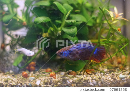 Betta female Betta female 97661268
