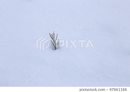 Grass buried in pure white snow Grass buried in pure white snow 97661386