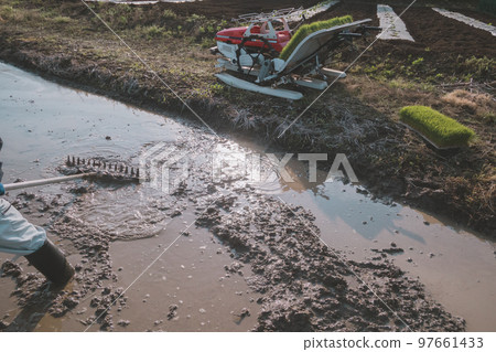 rice planting, paddy, rice crop 97661433