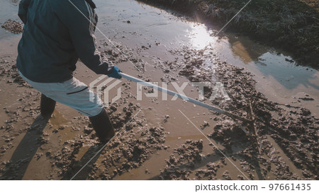 rice planting, paddy, rice crop 97661435