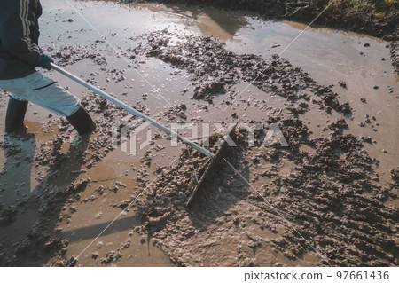 rice planting, paddy, rice crop 97661436