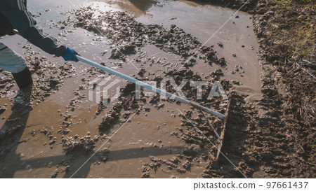 rice planting, paddy, rice crop 97661437