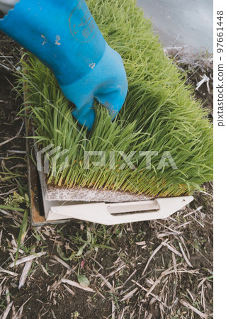 水稻 水稻種植 手 97661448