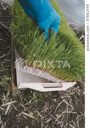 paddy, rice plant, rice planting 97661449