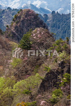 Eboshi-dake in early spring with Akayashio-tsutsuji blooming from the ridgeline of Mt. Shirake in Western Joshu 97661594