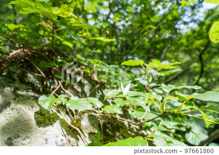 Oekase Stream Promenade 97661860
