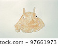 Large collection of fish from the world of fish in Japan 97661973