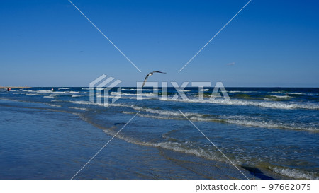 USA Texas Seagull Sea USA Texas Seagull Sea 97662075