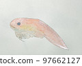 Large collection of fish from the world of fish in Japan 97662127