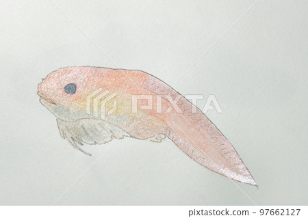 Large collection of fish from the world of fish in Japan 97662127
