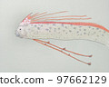Large collection of fish from the world of fish in Japan 97662129