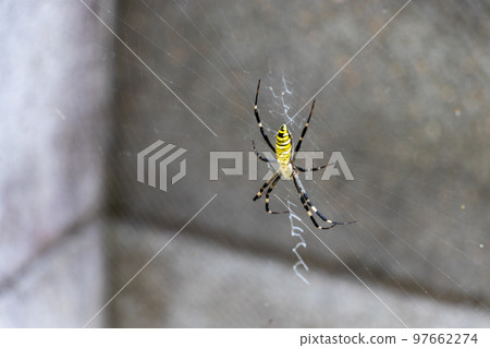 A yellow spider with a web near a block wall A yellow spider with a web near a block wall 97662274